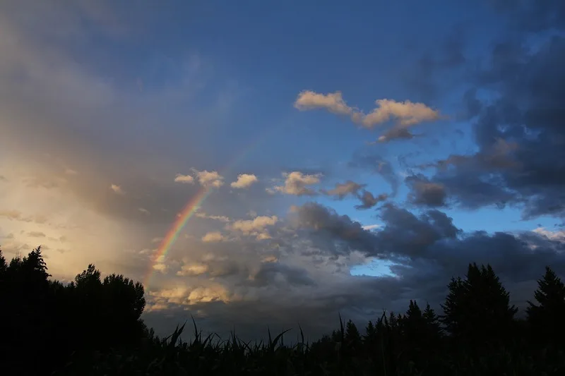 rainbow-over-cornfields