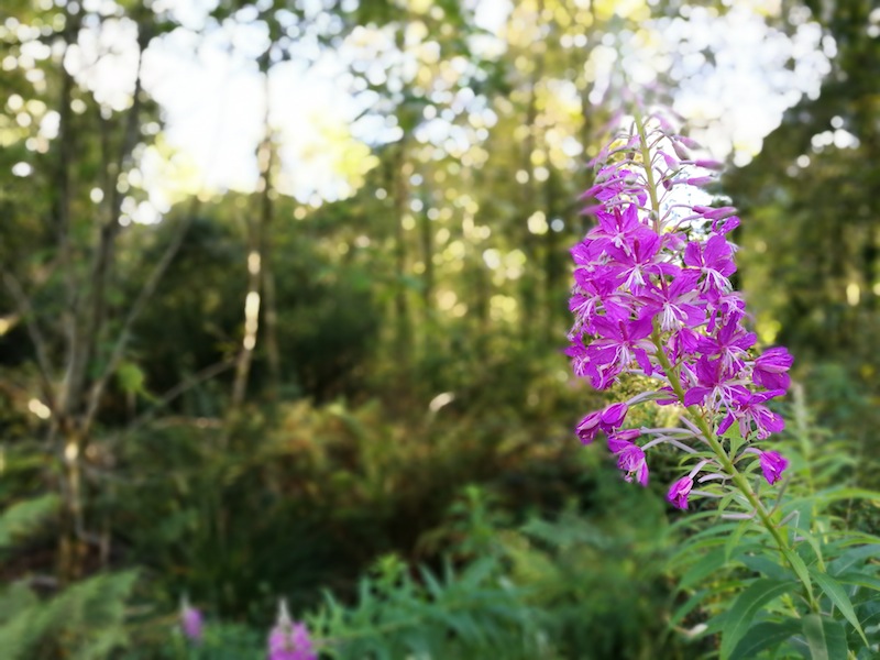 Camping in the Forest, Beddgelert