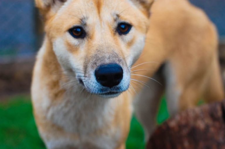 Volunteering with Australian Animals at Cooberrie Park