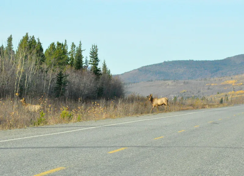 Finding Wilderness in Kluane National Park