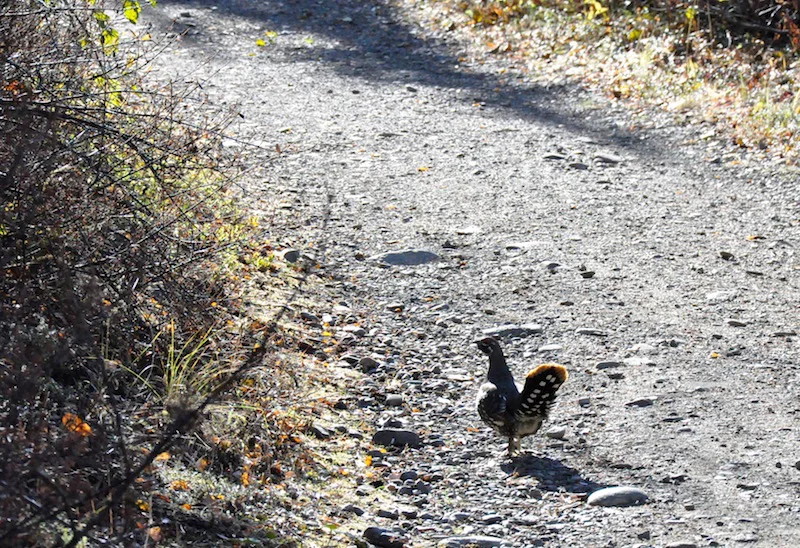 Finding Wilderness in Kluane National Park