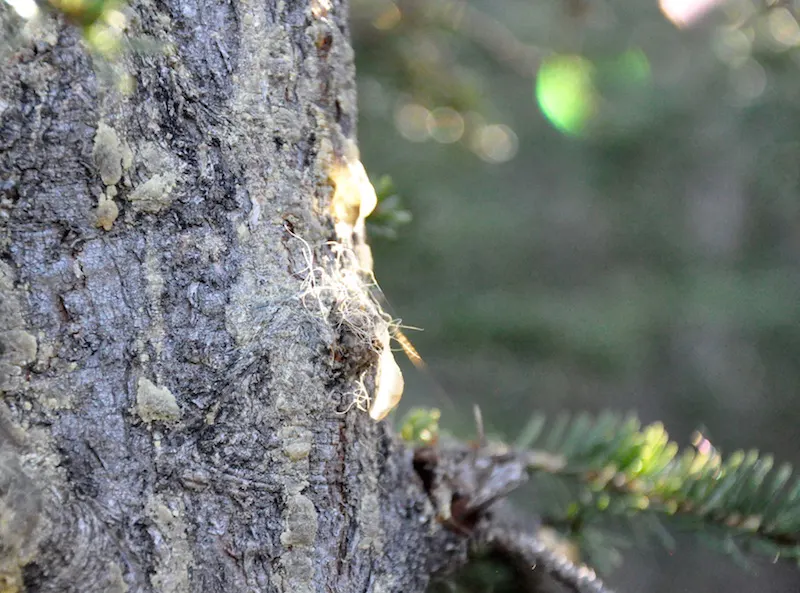 Finding Wilderness in Kluane National Park