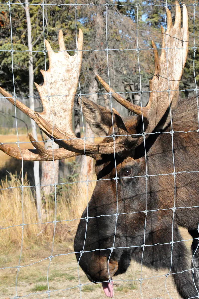 10 reasons you need to visit the Yukon right now