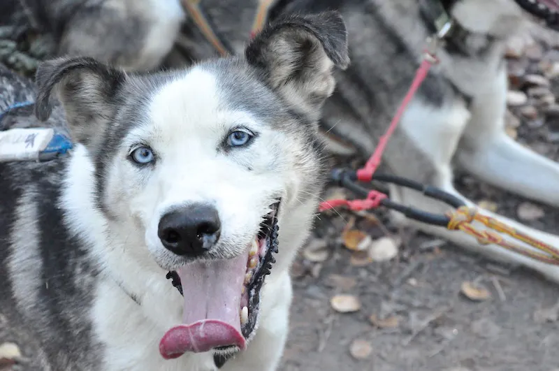 Year-Round Adventure in the Yukon