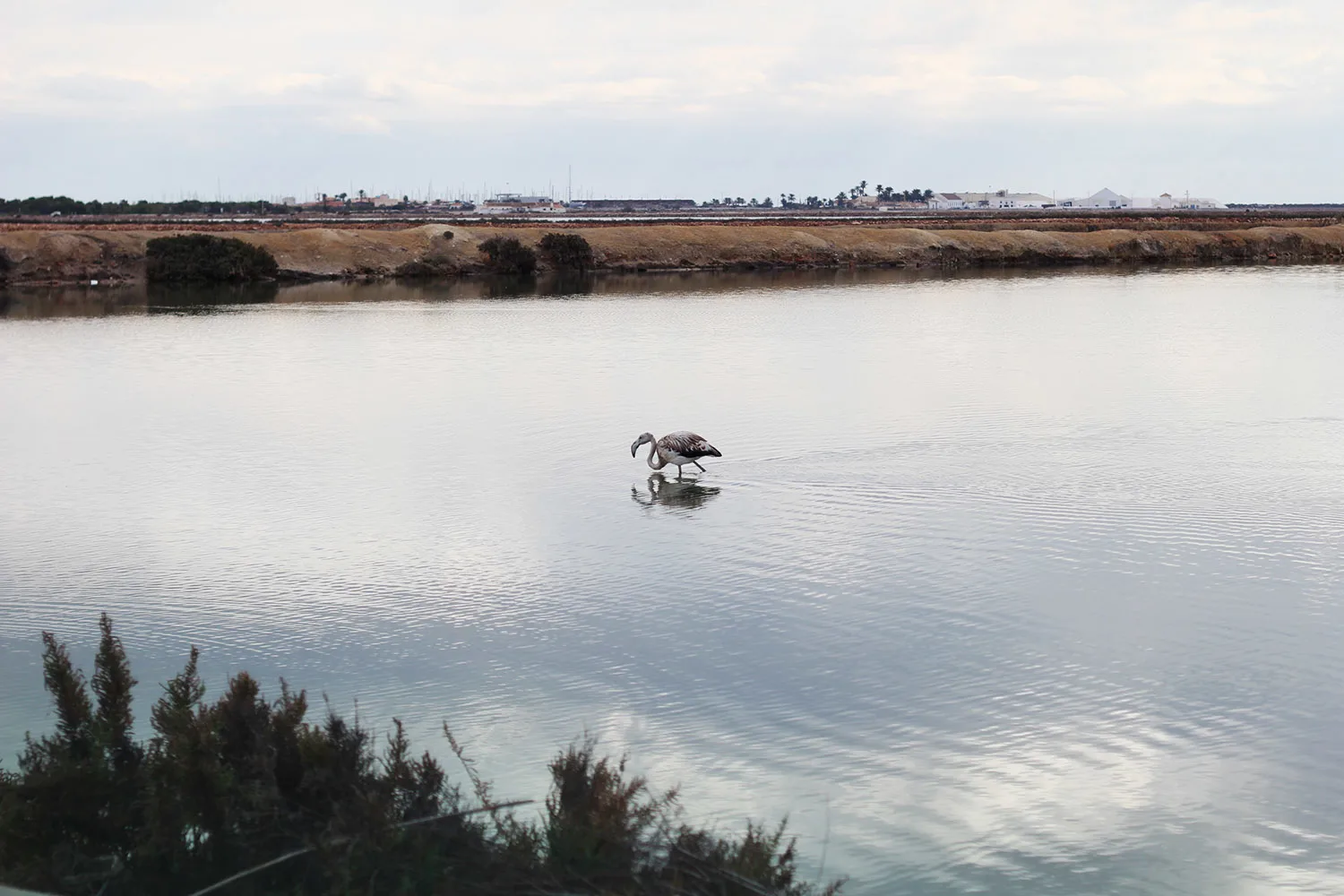 white-flamingo