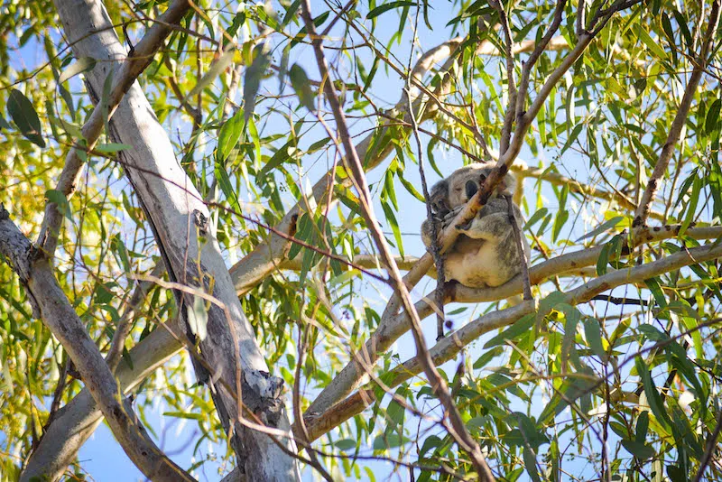 10 reasons you should visit the East Coast of Australia