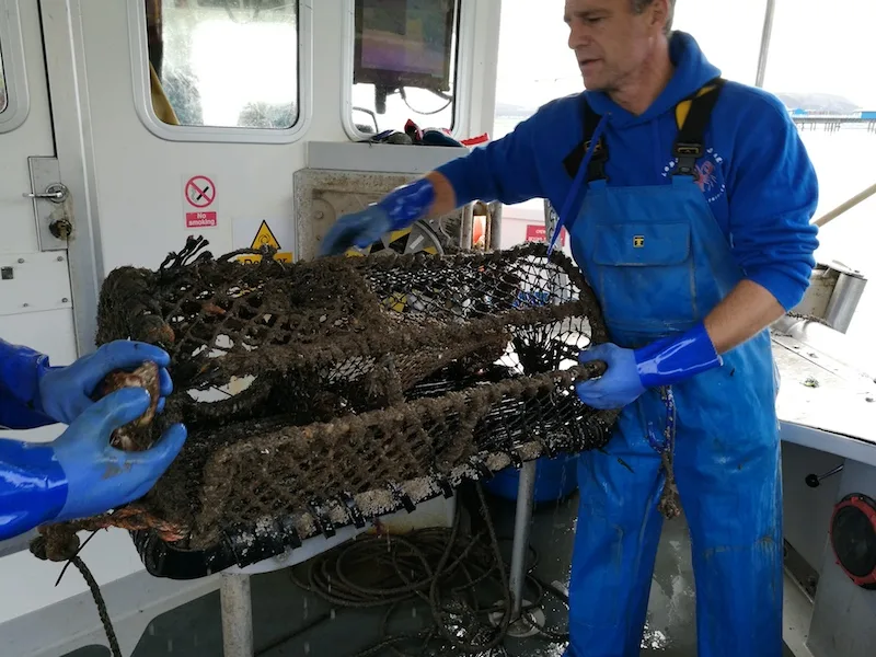 A sustainable lobster sea safari in North Wales