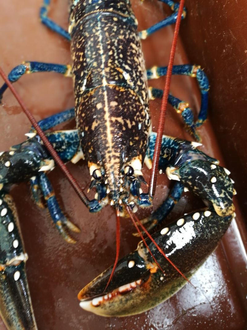 A sustainable lobster sea safari in North Wales