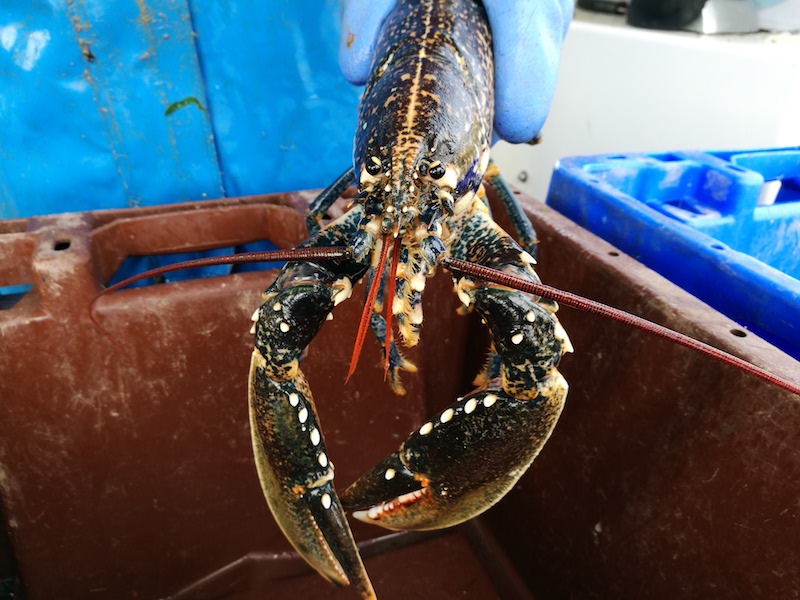 A sustainable lobster sea safari in North Wales