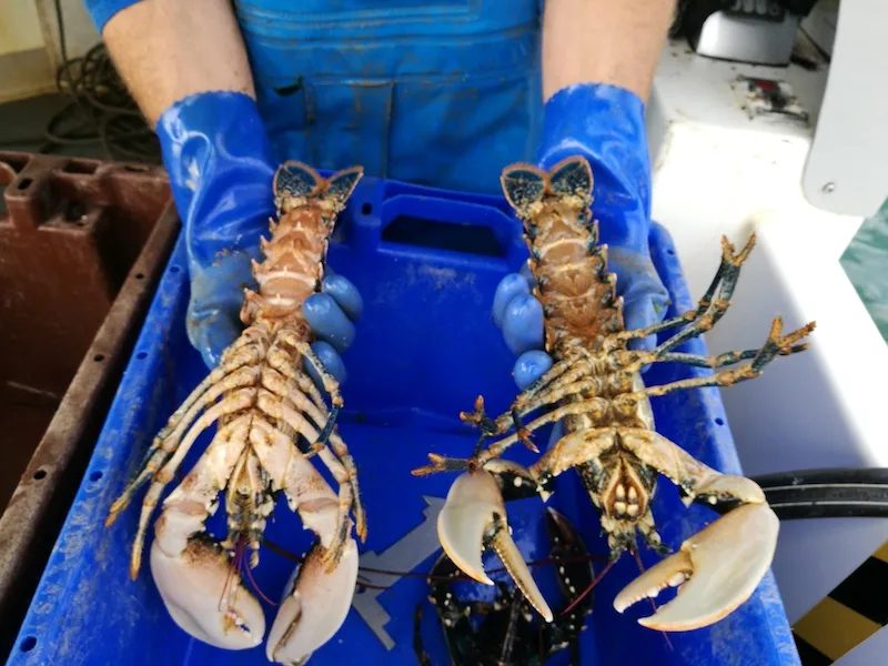 A sustainable lobster sea safari in North Wales