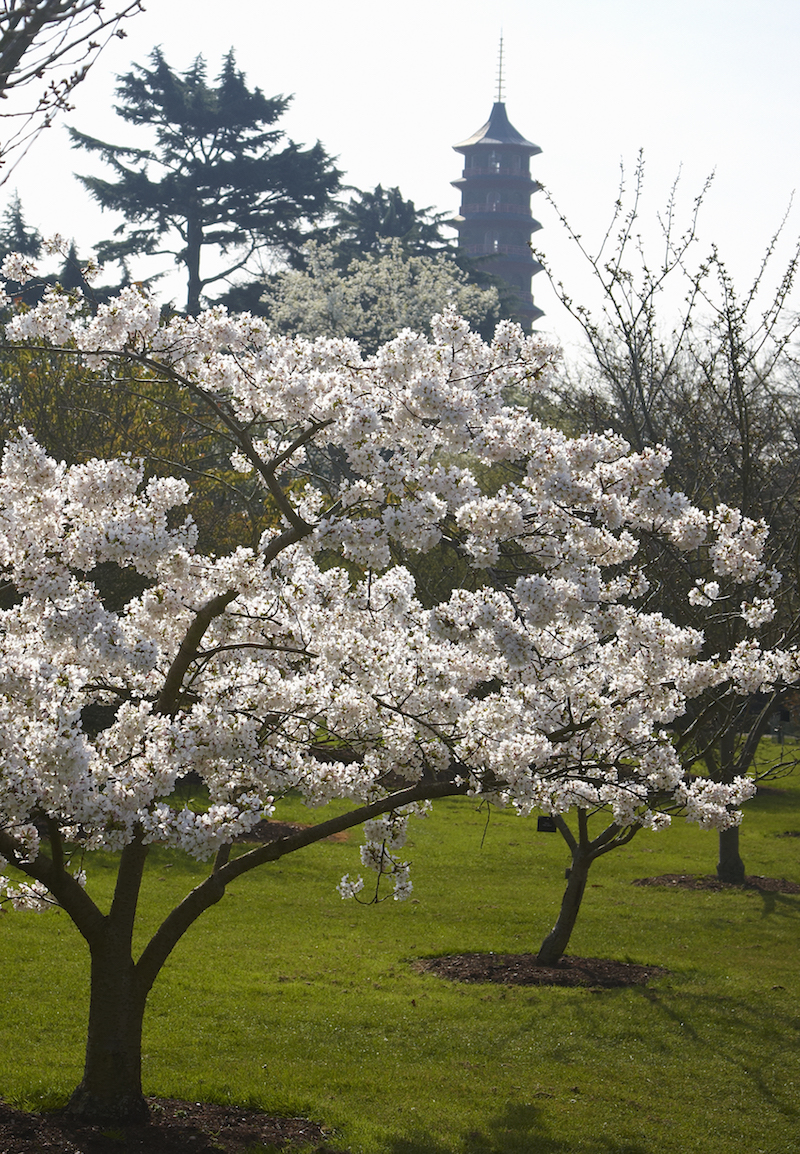 The Royal Botanic Gardens, Kew, usually referred to as Kew Gardens. A national landmark and visitor attraction in West London. Cherry blossom on the trees. A historic building, The Chinese pagoda in the distance.