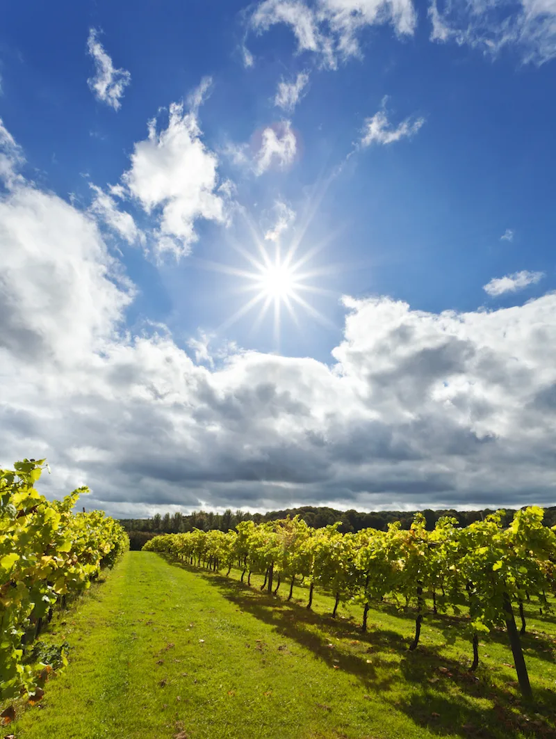 Biddenden Vineyards Kent