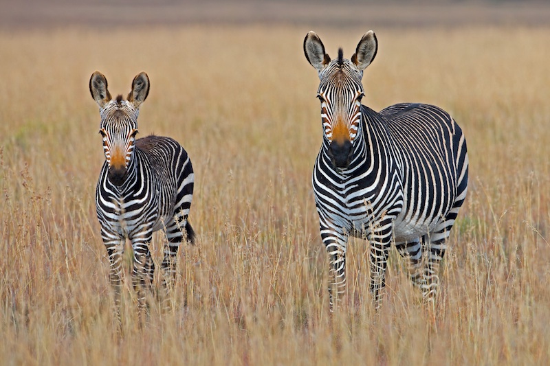 5 awesome safari experiences to get on your bucket list