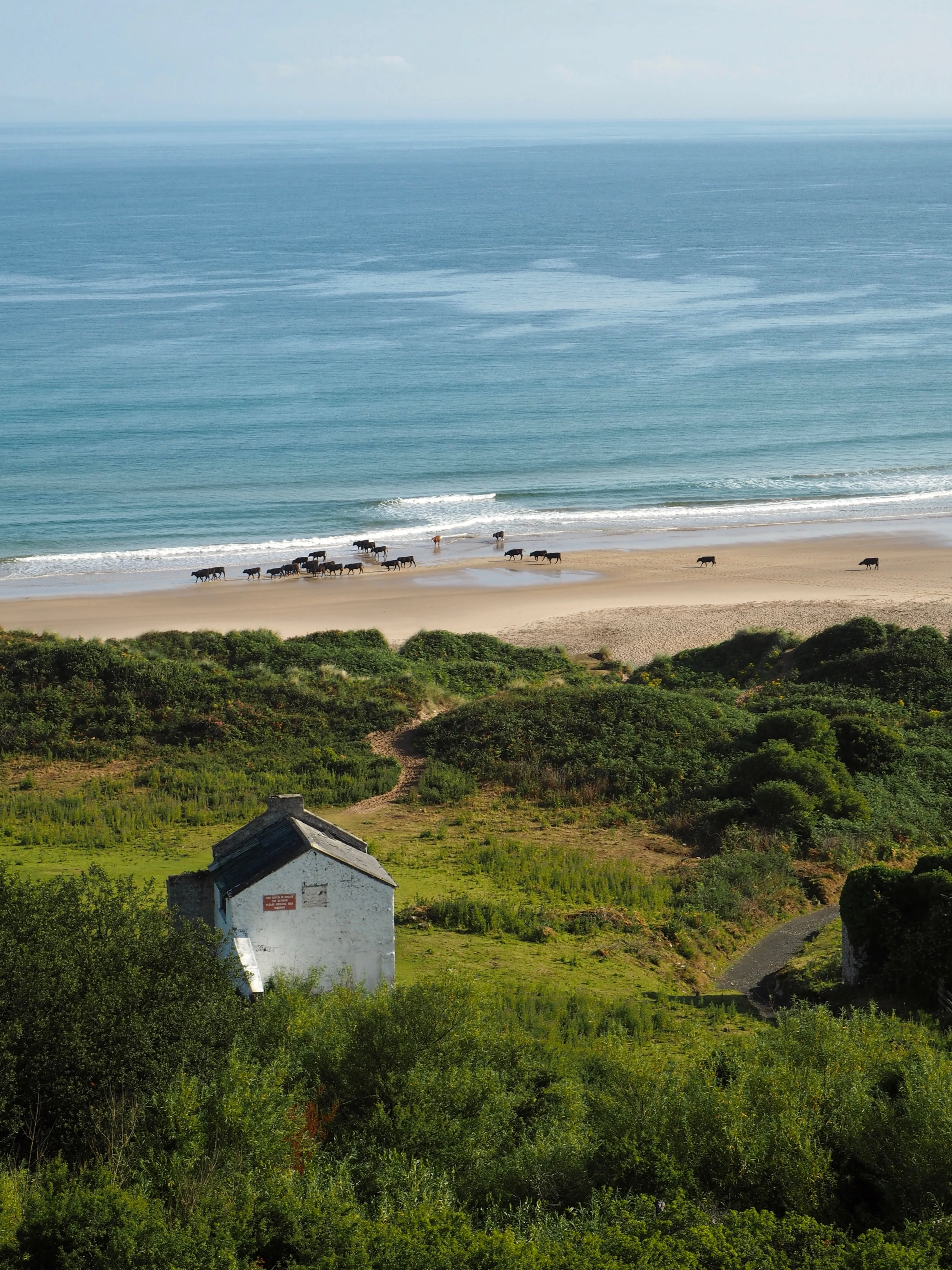 Cows on Whitepark Bay from above - Beyond the City Break in Belfast with Flybe and Avis