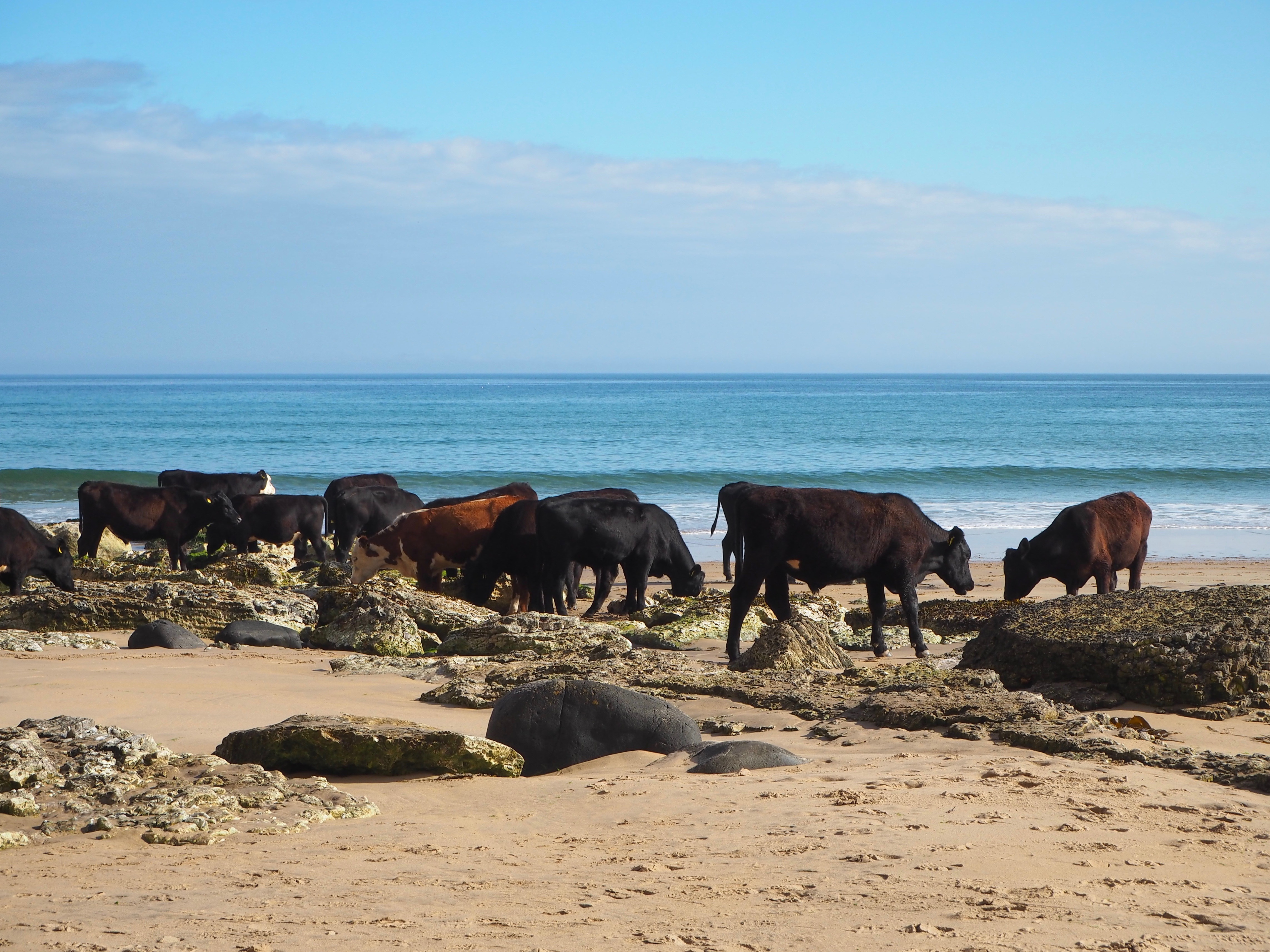 Cows on Whitepark Bay beach - Beyond the City Break in Belfast with Flybe and Avis
