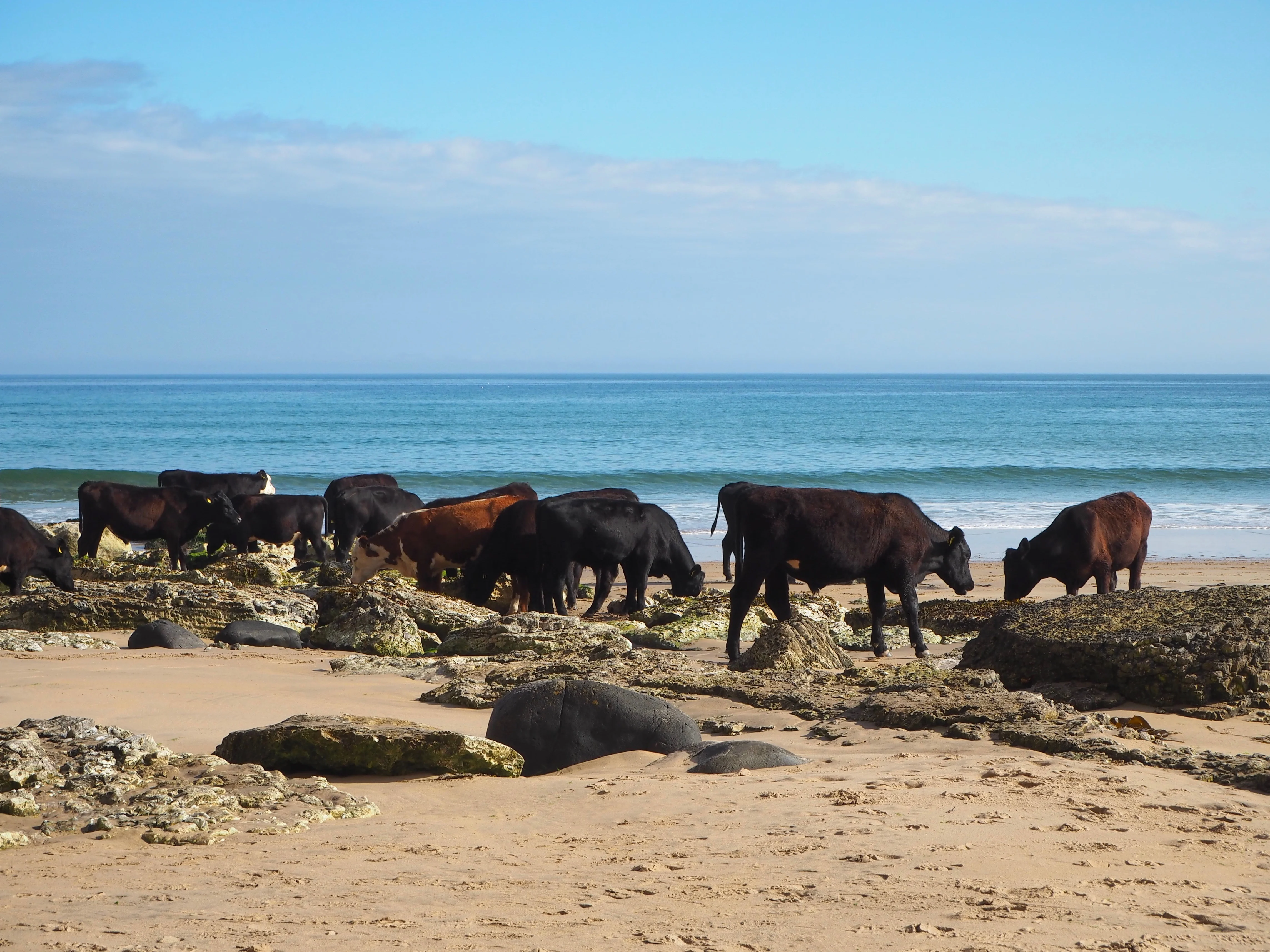 Cows on Whitepark Bay beach - Beyond the City Break in Belfast with Flybe and Avis