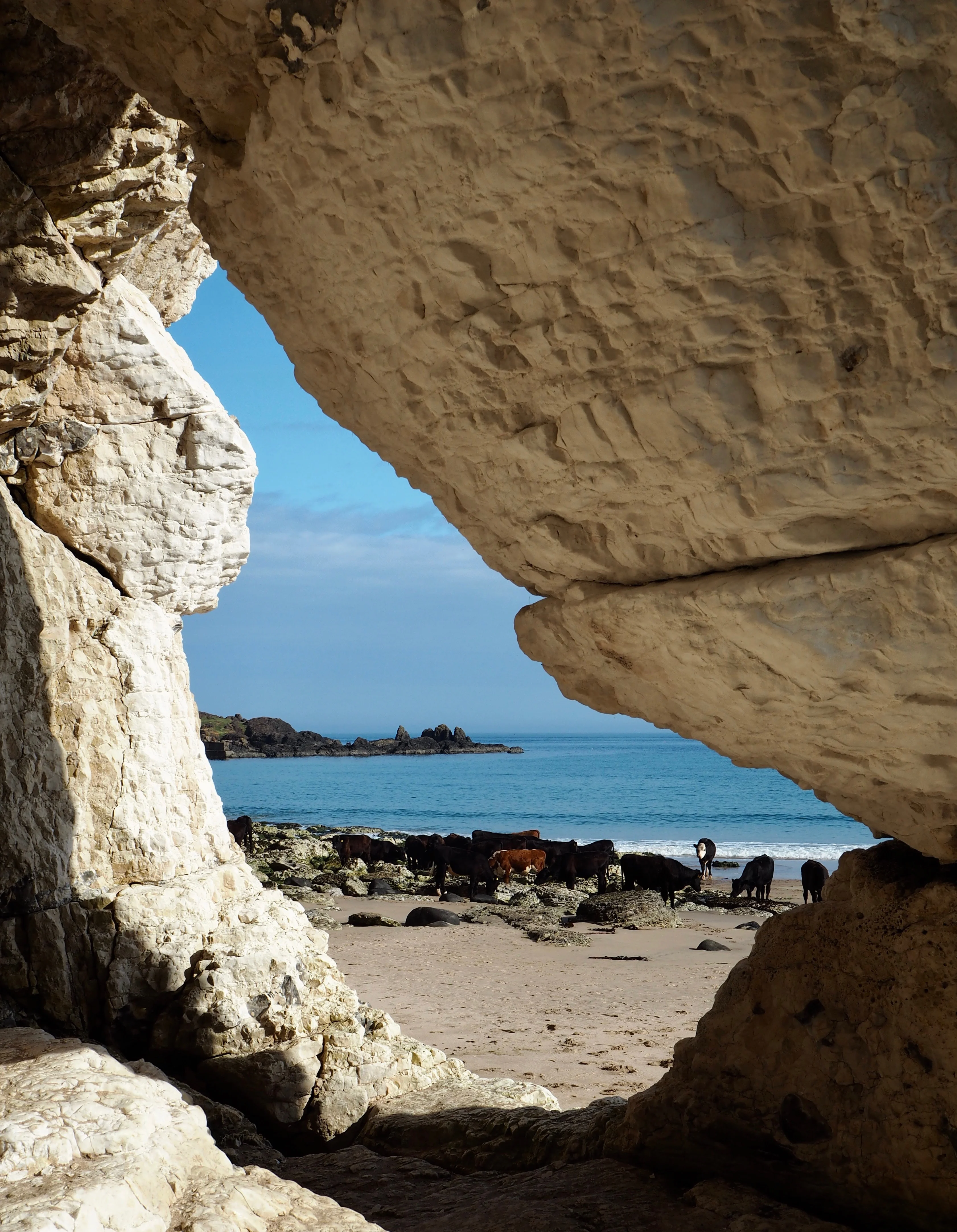 Cows through natural rock arch at Whitepark Bay - Beyond the City Break in Belfast with Flybe and Avis