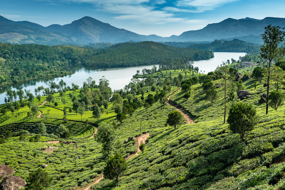 Tea plantations near Munnar, Kerala, India - Image
