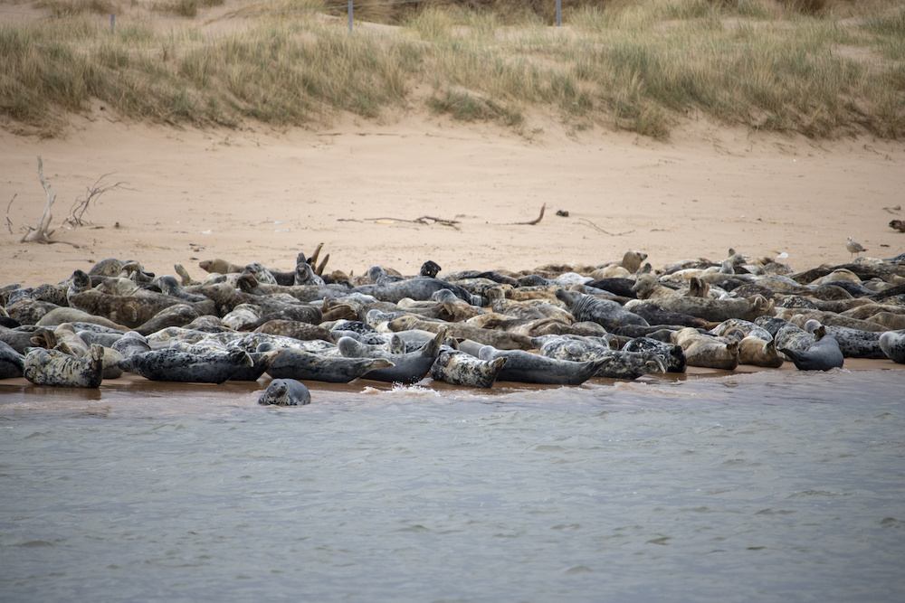 Seal spotting in Scotland at Newburgh Seal Beach, Aberdeenshire