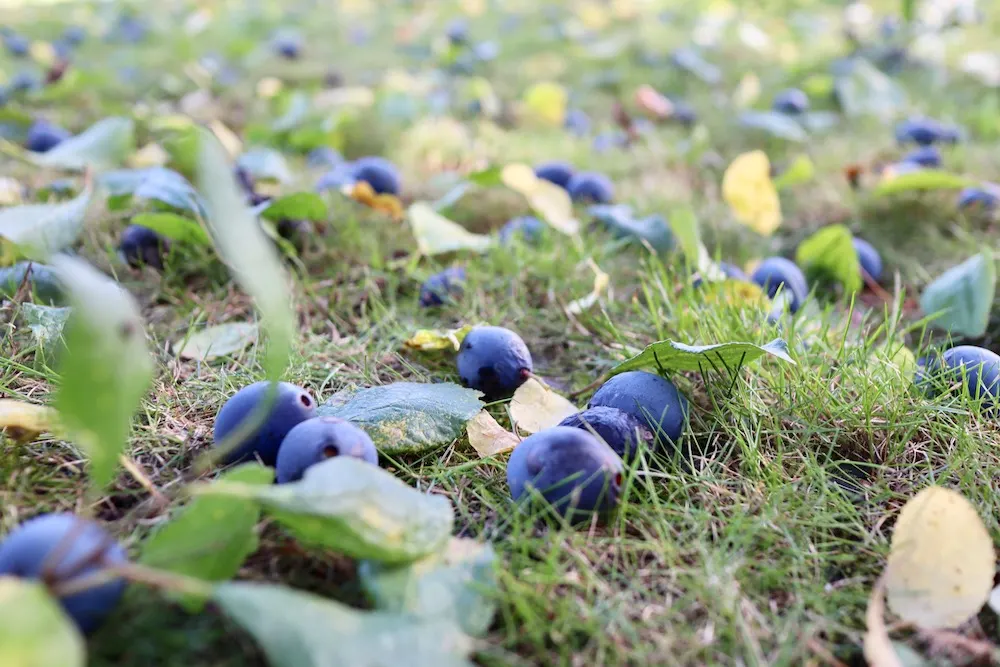 Making homemade damson gin