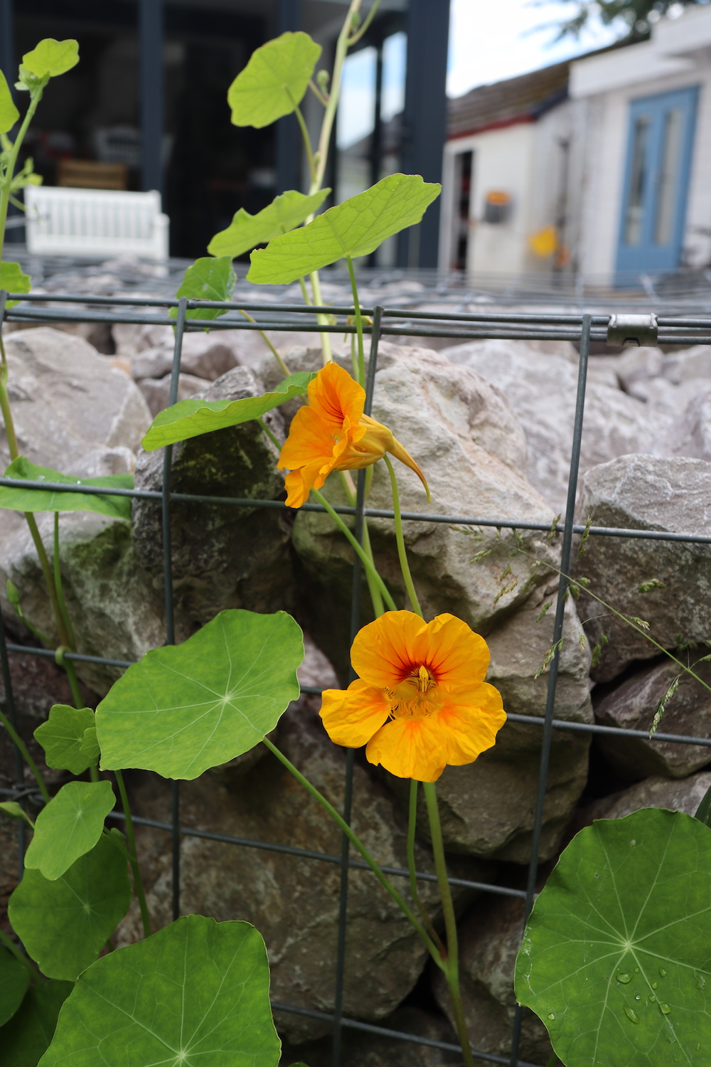 Nasturtium flowers