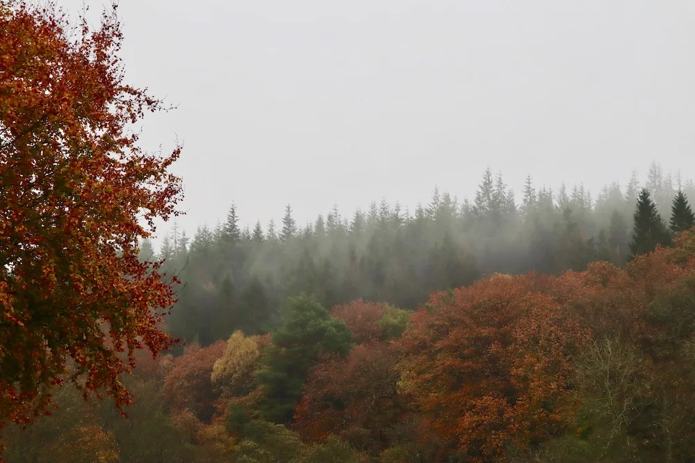 Hamsterley Forest