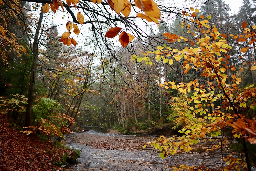 Hamsterley Forest