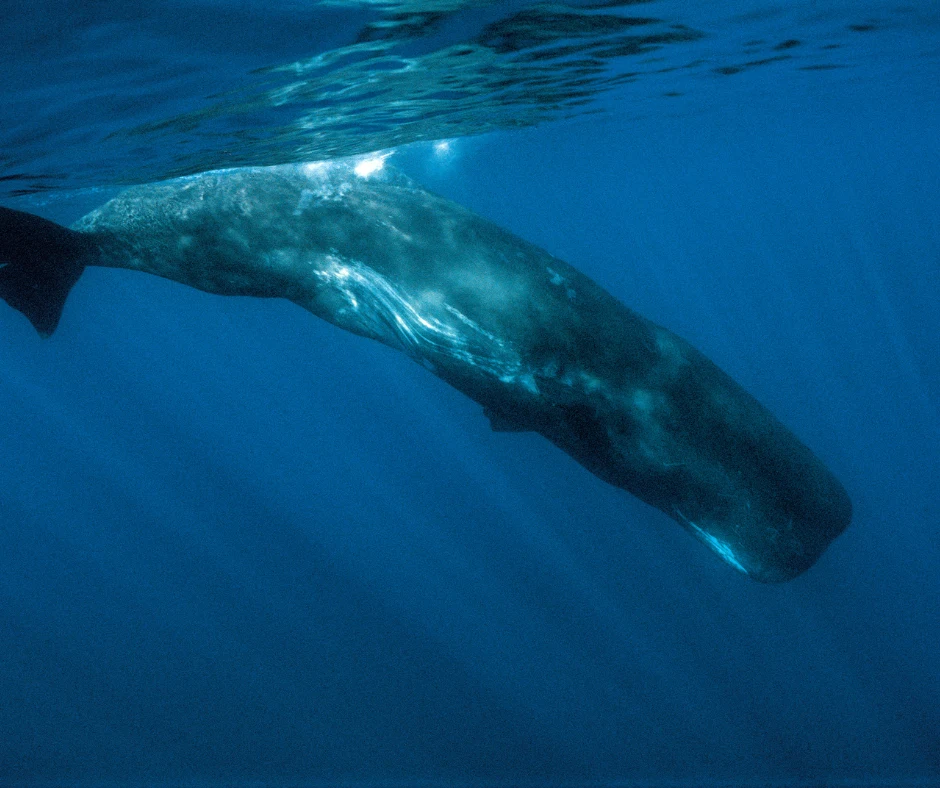 Whale watching in Tenerife