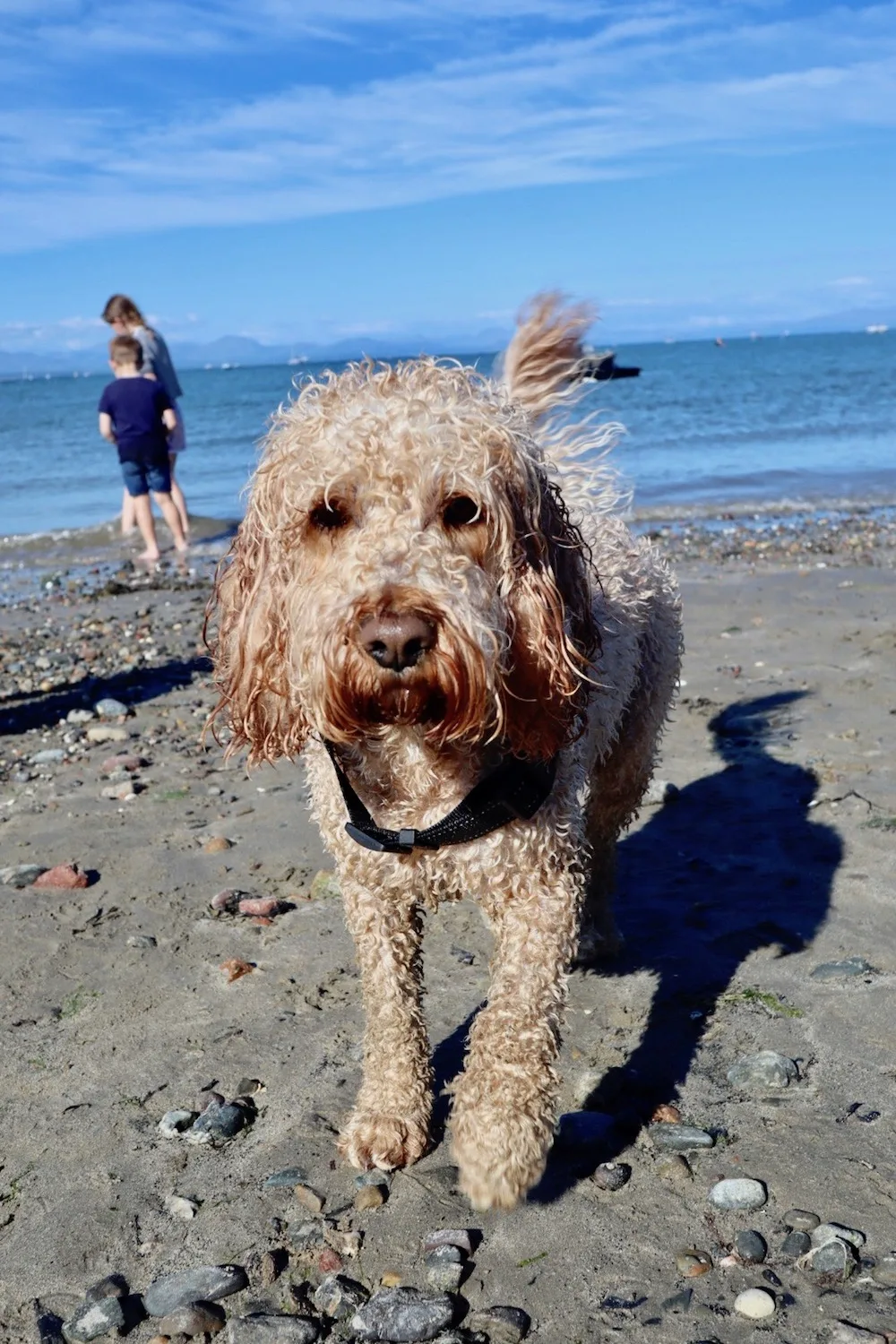 Can you take dogs on Abersoch Beach?