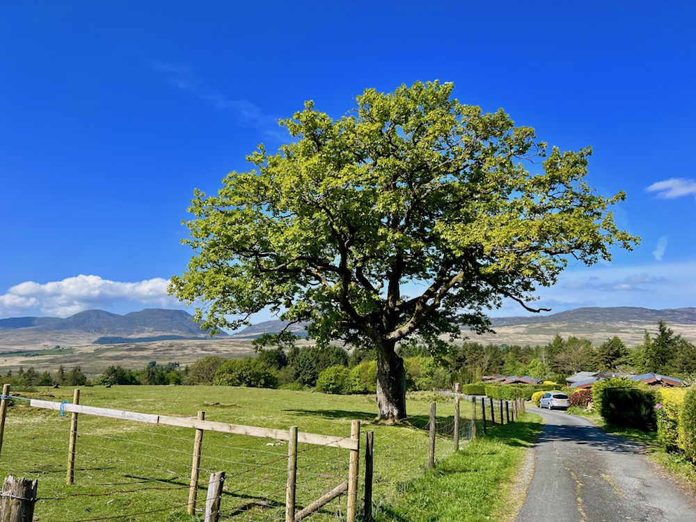 Fields surrounding the log cabins