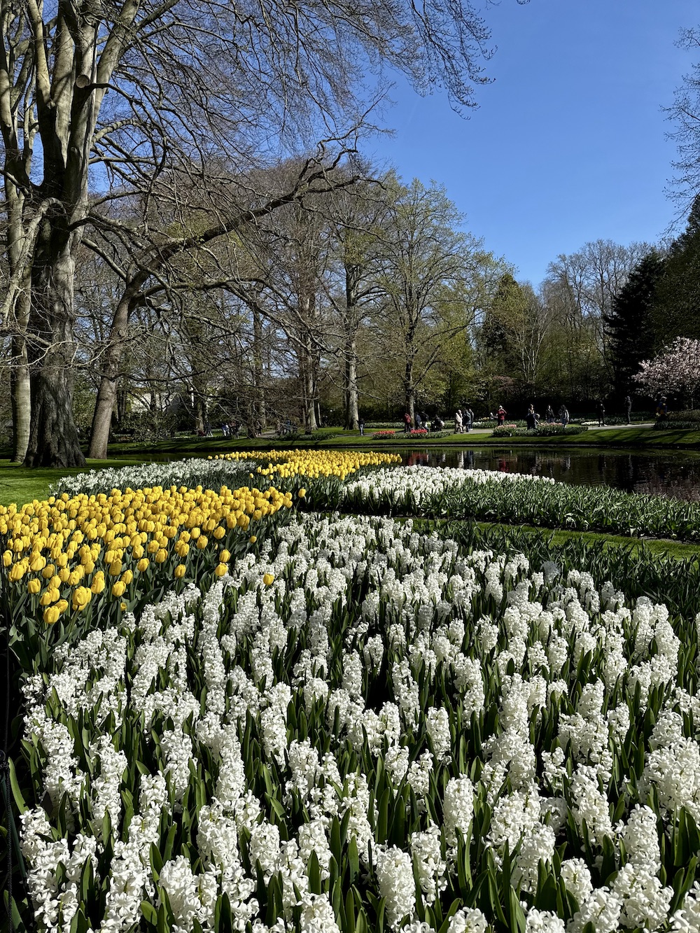 Amsterdam tulip fields