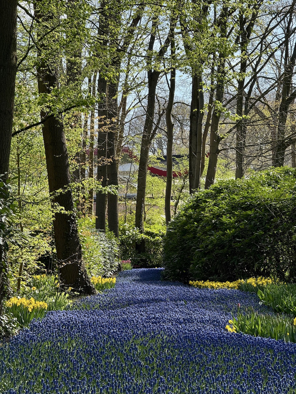 Amsterdam tulip fields