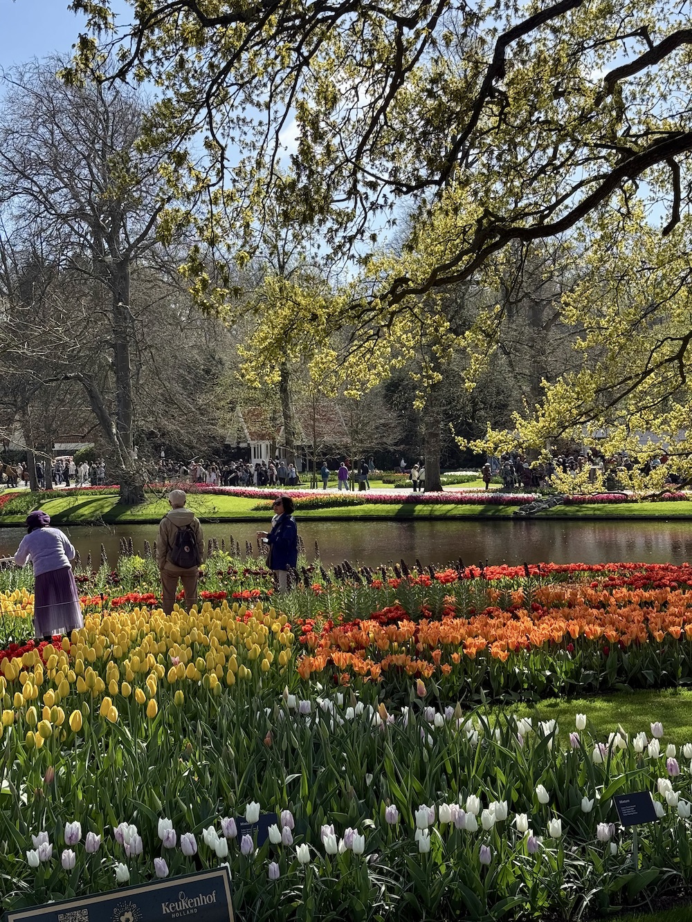 Tulip fields amsterdam