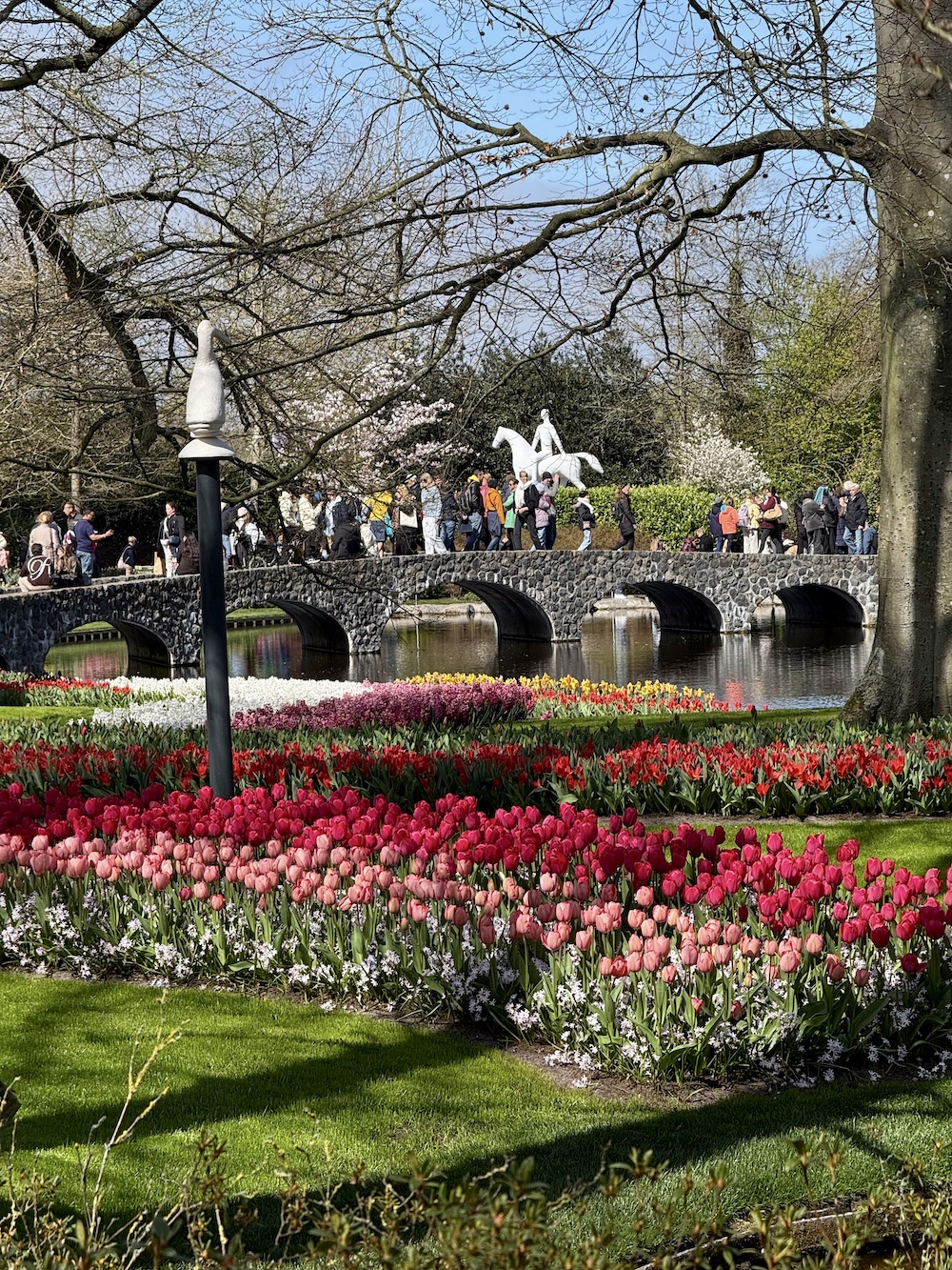 Tulip fields amsterdam