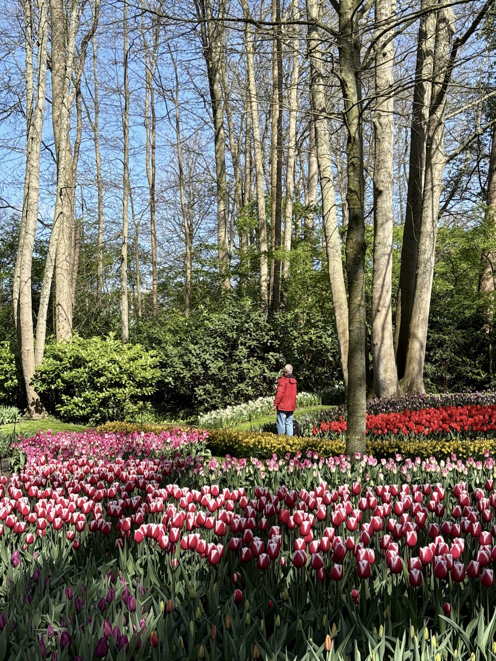 Tulip fields amsterdam