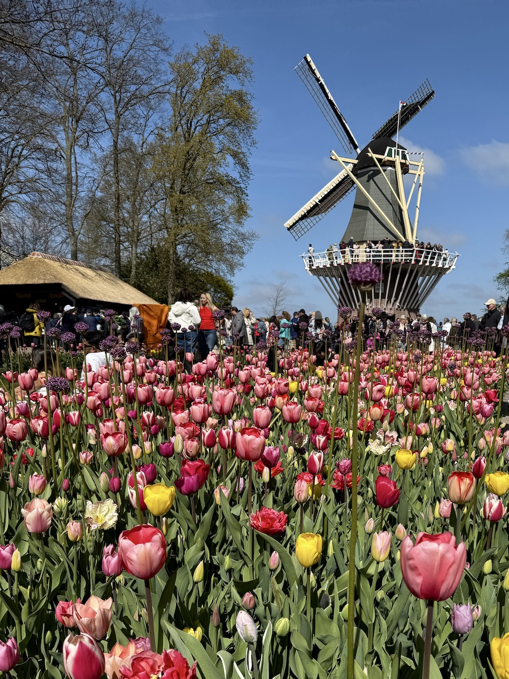 Extreme Day trip to the tulip fields from Amsterdam, the Netherlands