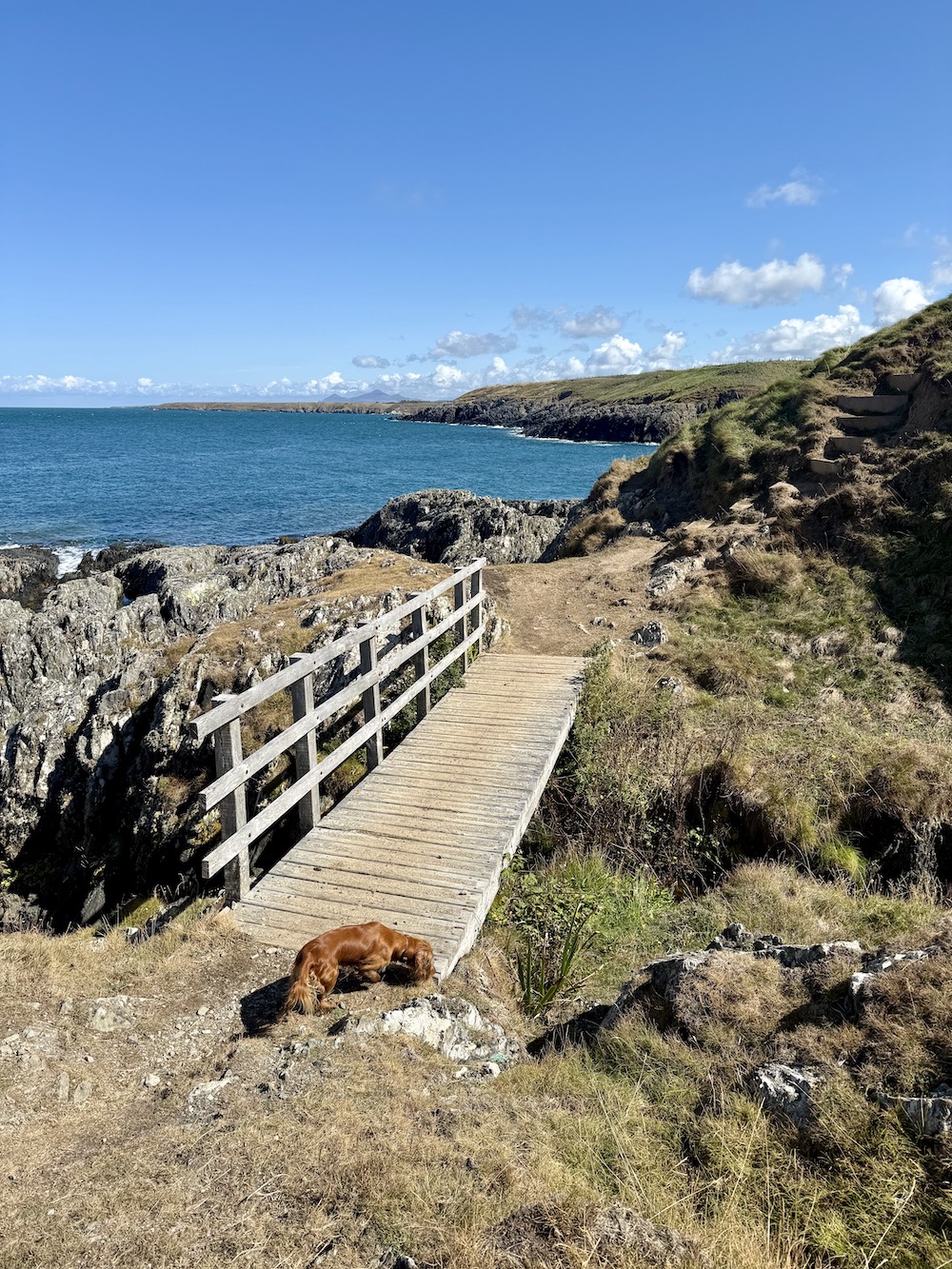Coastal path near Porth Iago north wales