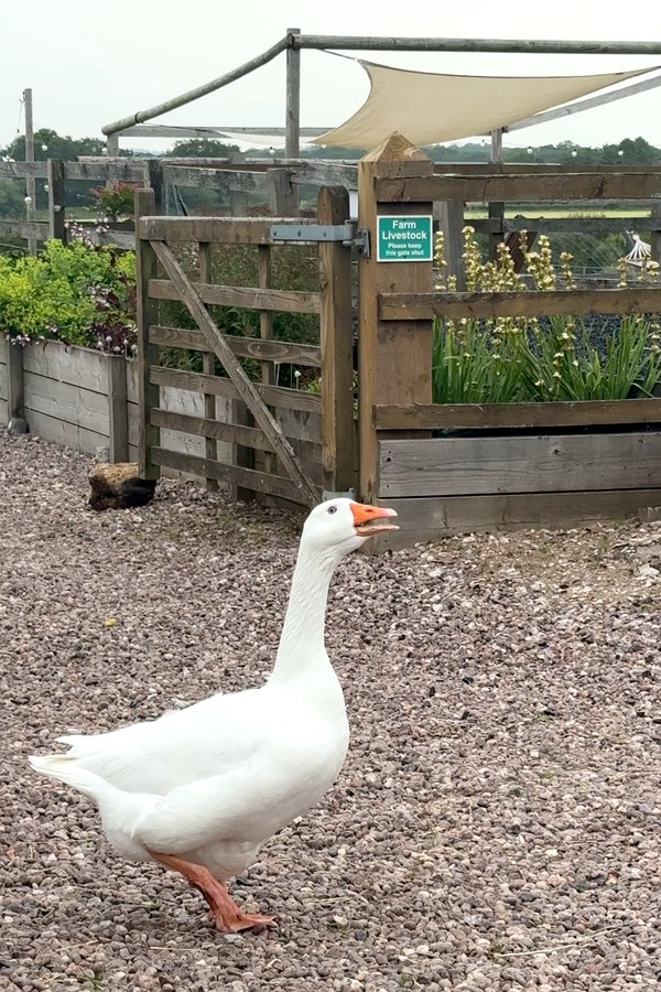 The Goose Lodge Tarporley 